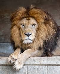 Zoo al Maglio